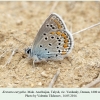 kretania eurypilus talysh yardamly male